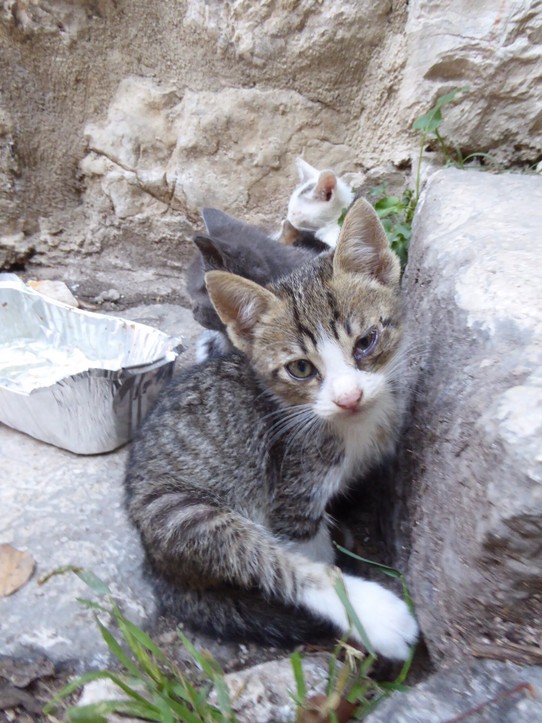 Montenegro - Kotor - Kleine Kätzchen in Kotor