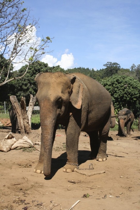 Thailand - Chiang Mai - Rescue Elephant Park