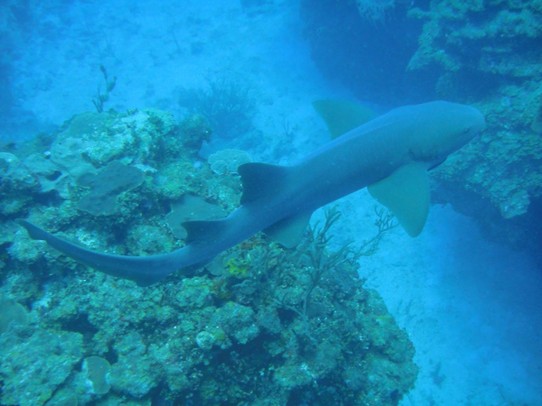 Belize - Caye Caulker - Einer von vielen Riffhaien, die wir vor die Linse bekommen haben.