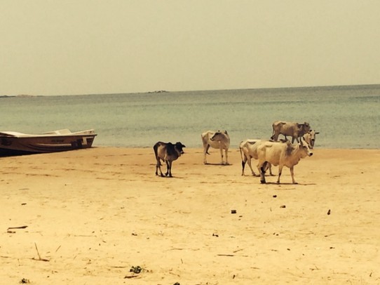 Sri Lanka - Nilaveli - Mädels, heute geht's an den Strand!