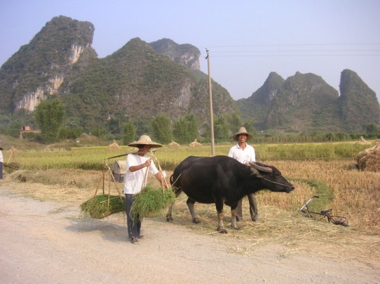 China - Guilin - Bauer mit  Wasserbüffel