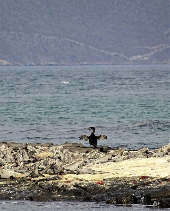Ecuador - Fernandina Island - Flightless cormorant drying its "wings" and iguanas 