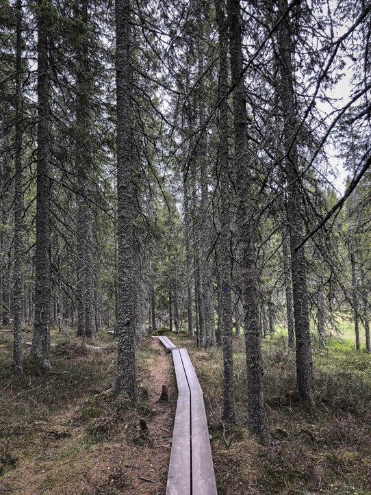 Schweden - Nationalpark Skuleskogen - 