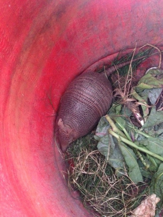 Uruguay - Cabo Polonio - Pepe the armadillo pays a visit at Nancy&Marcos veggie garden