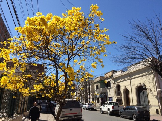 Argentinien - Capital - Salta - Hier ist der Frühling im Anmarsch