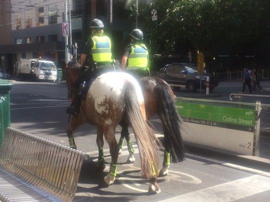 Australia - Fitzroy - Biggest police horses I have ever seen!