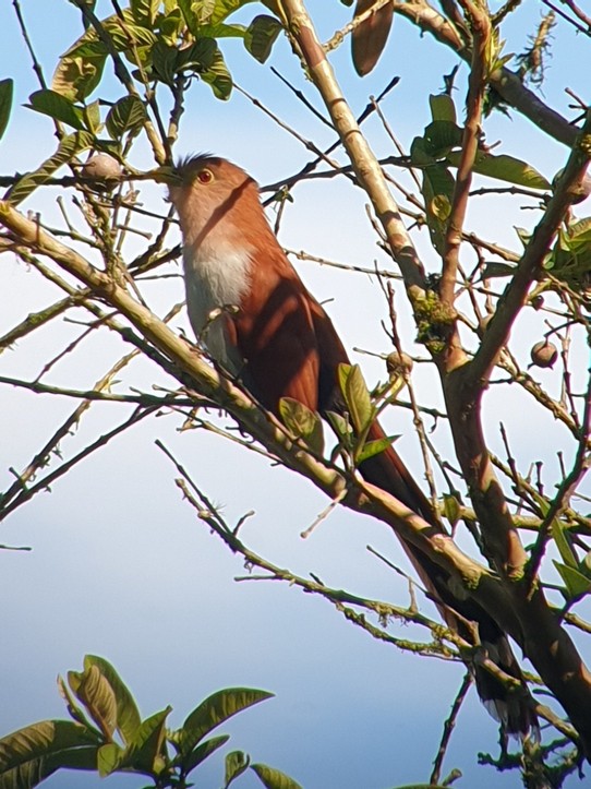 Ecuador - Mindo Valley - Squirrel Cuckoo
