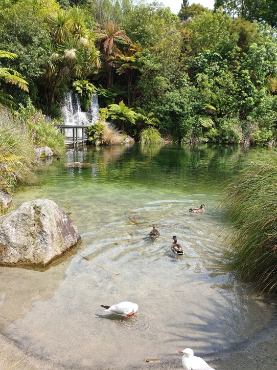 Neuseeland - Rotorua - Rainbow Springs