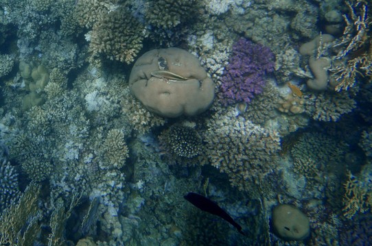 Ägypten -  - Habt Ihr den kleinen Faulenzer auf der Koralle entdeckt???