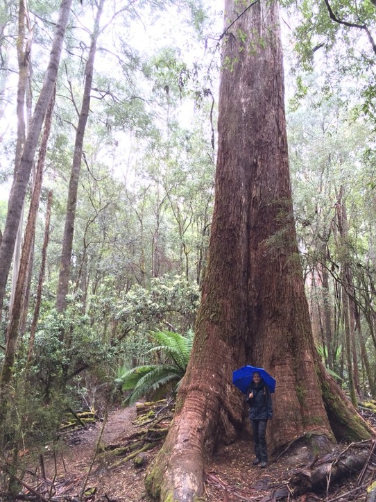 Australien - Mount Field National Park - Die Westseite ist regenreich und hat die höchsten Laubbäume der Welt - bis zu 100m hohe Eukalyptusriesen!