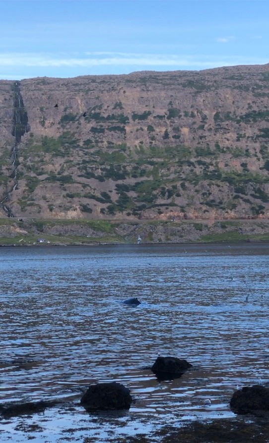 Island - Súðavíkurhreppur - Und noch einmal taucht ein Wal auf...