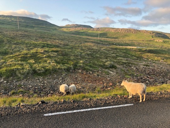 Island - Kaldrananeshreppur - Und auch hier tummeln sich die Schafe...