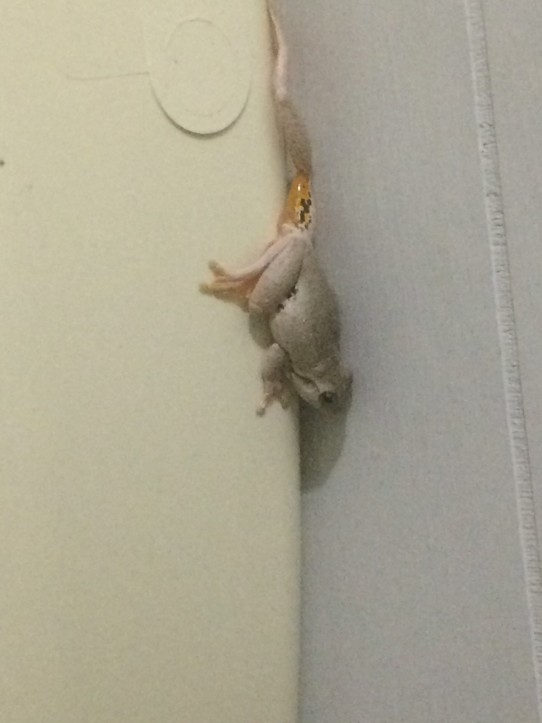 Australia - Wentworth - Bert - the frog who lives in my toilet. He has at least 3 roommates!