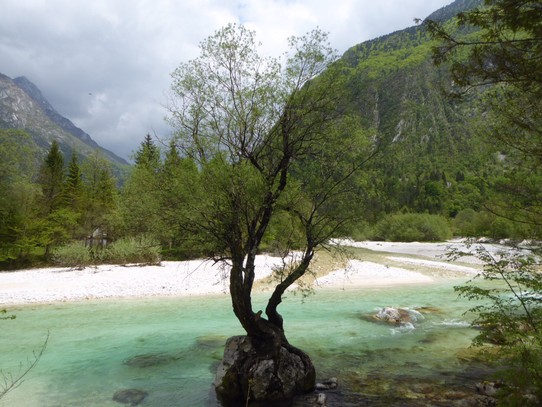 Slowenien - Bovec - Die niemals durstige Weide 