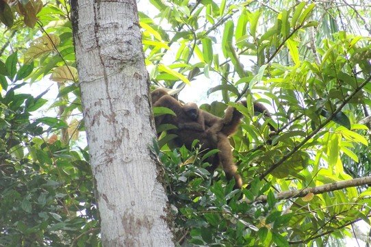 Ecuador - unbekannt - Another monkey