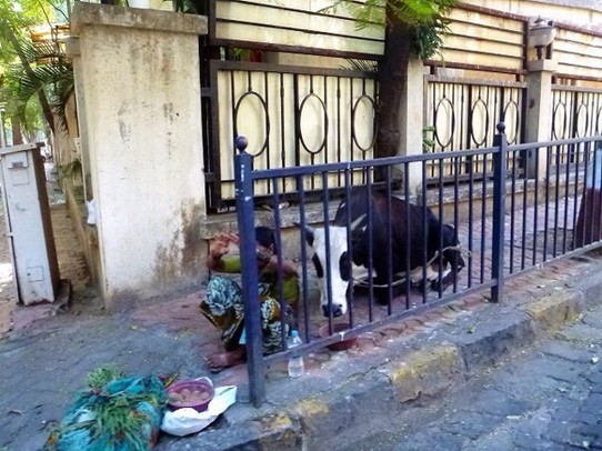  - Indien, Mumbai,  - Die Kühe in Indien sind heilig und dürfen überall stehen und liegen.
Wir haben schon Kühe mitten auf der Kreuzung gesehen, bei einem Tempel haben sie den Eingang blockiert oder sie liegen auf dem Trottoir, so dass keiner mehr vorbei kann. 