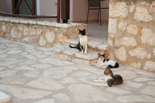 Griechenland - Eparchiaki Odos Vasilikis - Griechische Katzen...