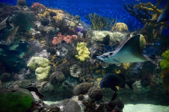 Mexiko - Veracruz - Heute haben wir uns das Aquarium von Veracruz angeschaut 