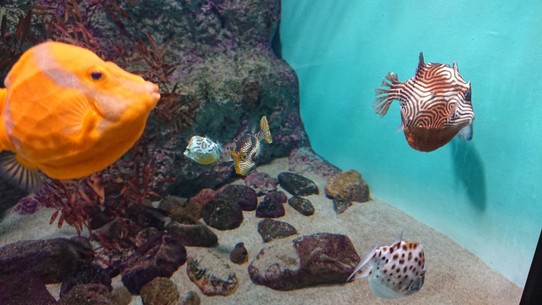 Japan - Ube - Eine der größten Kugelfischsammlungen der Welt!