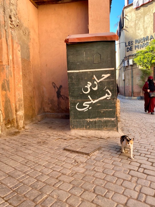 Marokko - Méchouar Kasba - Cats of Marrakesh I