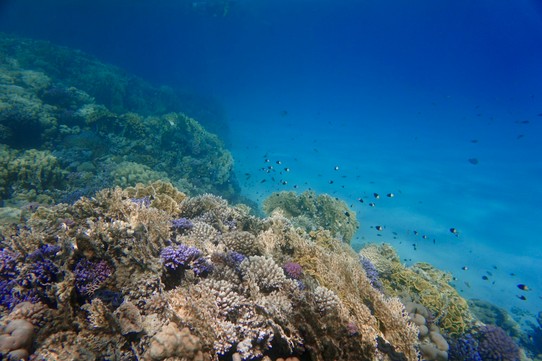 Ägypten -  - Mit einer wahnsinnig schönen Unterwasserwelt.