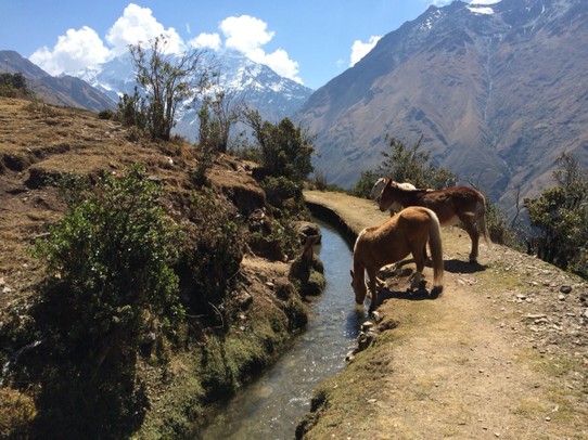 Peru -  - Der einzige Stau weit und breit