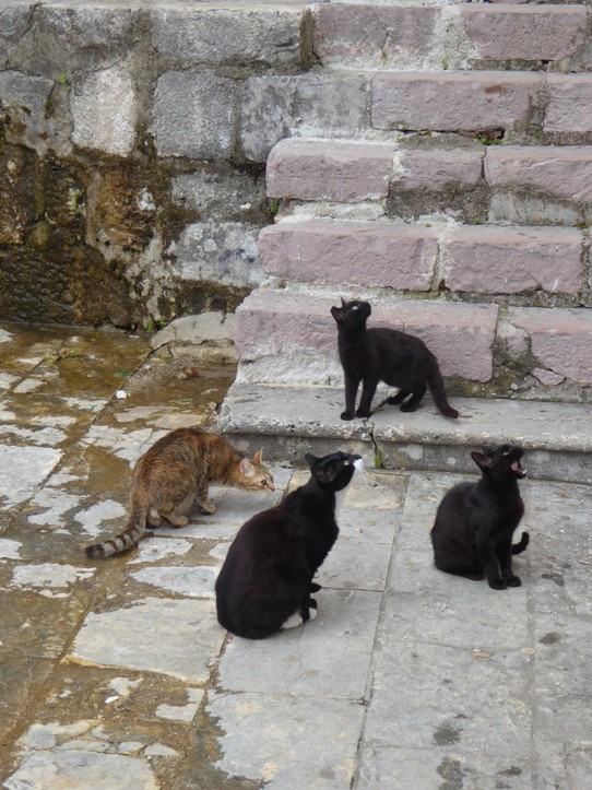 Montenegro - Kotor - Katzen von Perast