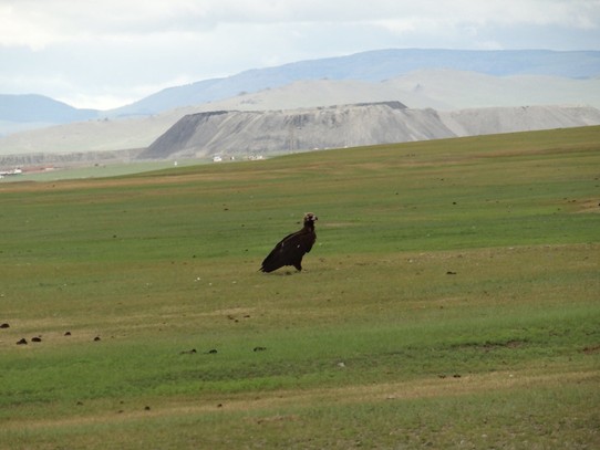 Mongolia - Baganuur - Vulture (with massive open coal mine)