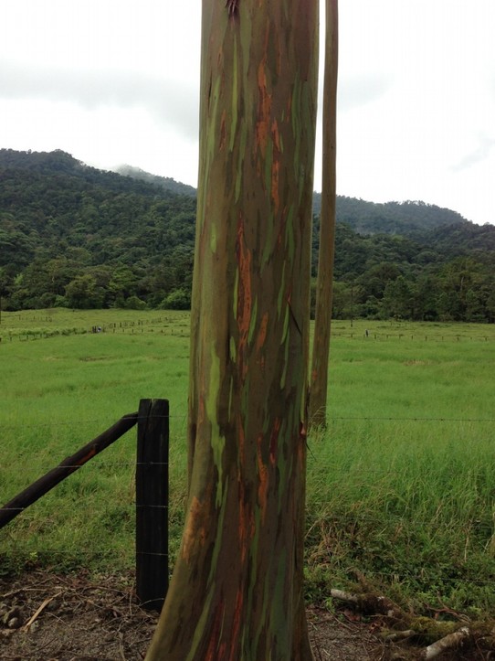Costa Rica - Fortuna - So schöne Bäume... im Arenal Observatory