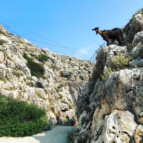 Griechenland - Vamos - Von überall beobachten uns Ziegen