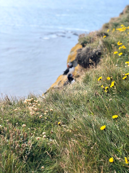 Island -  - Am Ende der Blümchenwiese ist dann tatsächlich eine beeindruckende Steilküste. Und: Da sitzen sie! Papageitaucher! 😍🥰