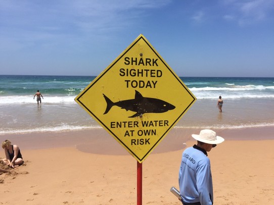 Australien - Cremorne Point - Ein Hai wurde vor der Küste gesichtet und die Schwimmer aufgefordert das Wasser zu verlassen