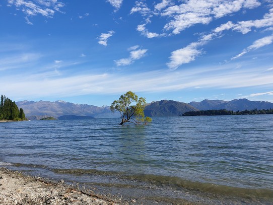 Neuseeland - Wanaka - Der berühmte Wanaka Tree