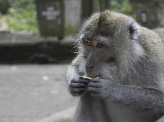Indonesien - Ubud - Monkey Forrest