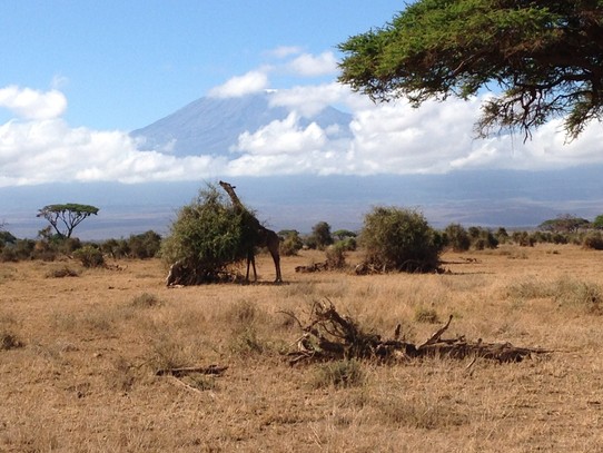 Deutschland - Hannover - Von unten habe ich den Kilimandscharo schon im Oktober 2014 gesehen,als ich auf einer Safari durch Kenia unterwegs war....
