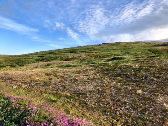 Island - Strandabyggð - Wir kommen gut voran und die Landschaft um uns herum ist schön und karg... Nur ab und zu stehen am Wegesrand tolle Sträucher mit wunderschönen lila Blüten...