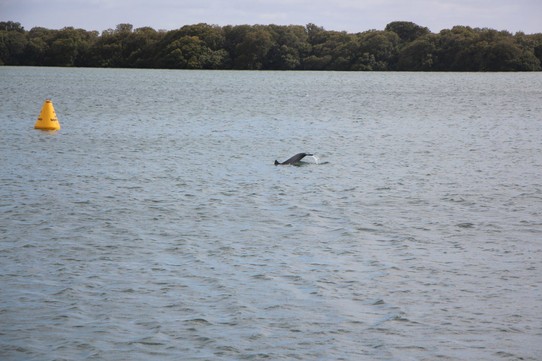 Australien - North Haven - Einen Morgen hatten wir richtig Glück und haben ganz viele Delfine gesehen.