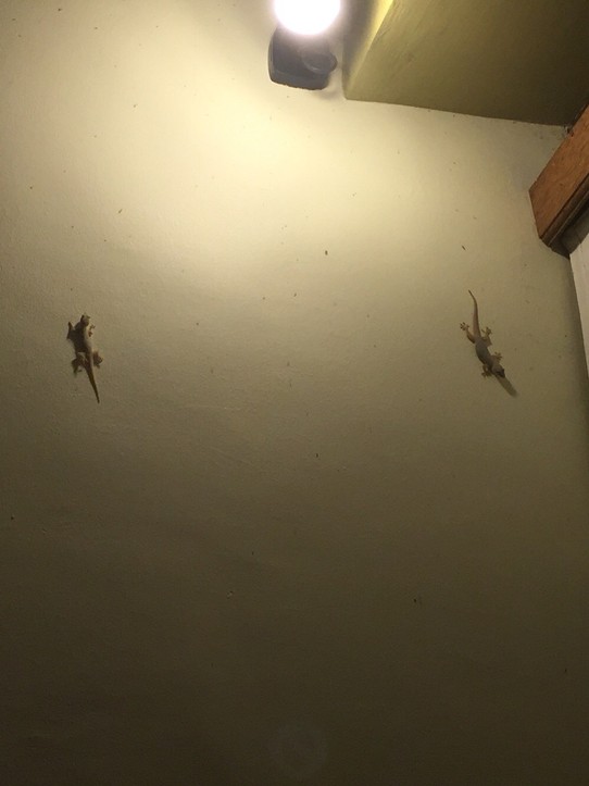 Indonesia - Kubu Kedungu villas - De broertjes gekko. Of, zoals ik van oma Ies leerde: tjitjaks!