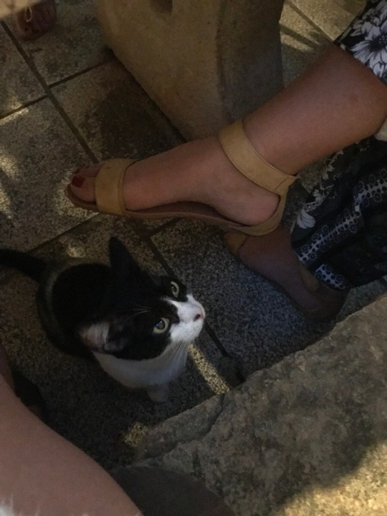 Croatia - Dubrovnik - Linda the cat