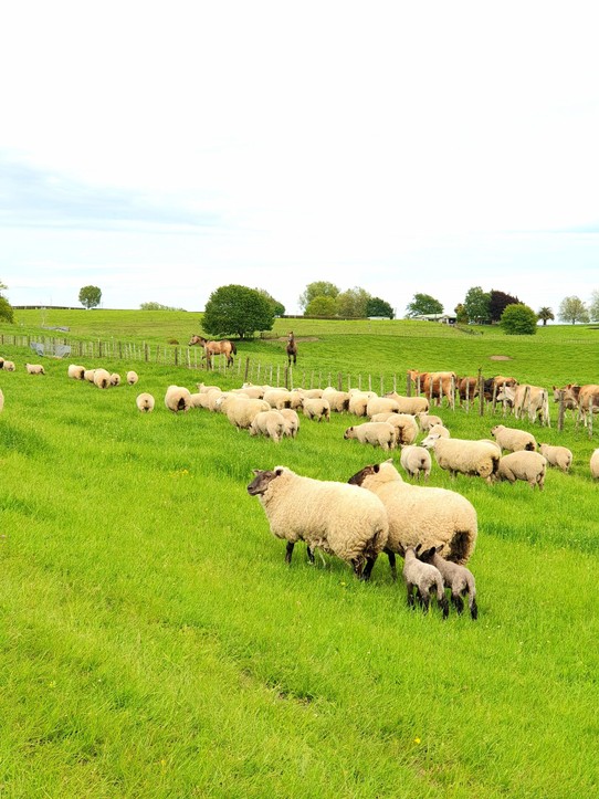 Neuseeland - Putaruru - Schafe, Kühe und die 1-jährigen... 🥰🥰