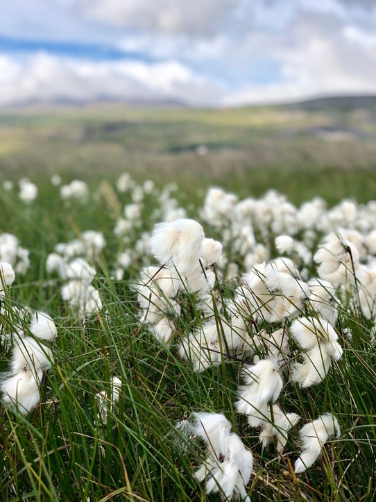 Island - Eyja- og Miklaholtshreppur - Wir entdecken diese lustigen Pflanzen, die gerade in voller Blüte stehen: Das Schmalblättrige Wollgras. Der Name trifft den Nagel auf den Kopf. Der weisse Wollschopf ist wirklich super. Total weich und hübsch...