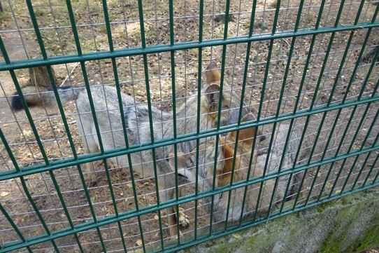 Belarus - Brest - The Wolves who had joined their cages - you could almost pat them (and lose a finger I expect)