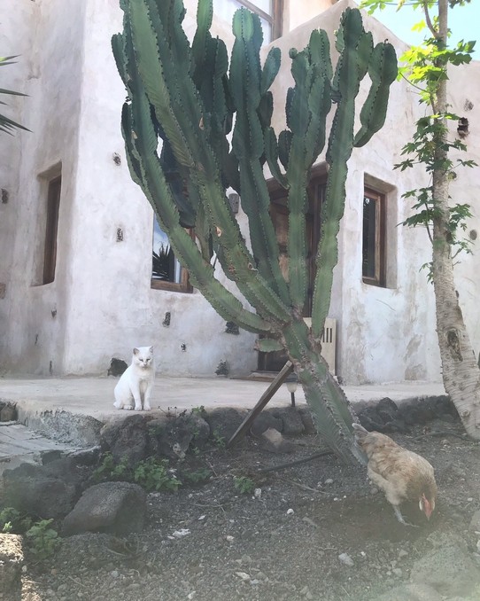 Spanien - La Oliva - Katze und Huhn des Hauses