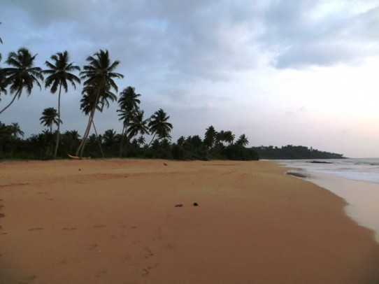 Sri Lanka - Kosgoda - 