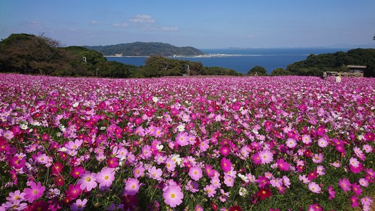 Japan - Nagasaki - Die Blumeninsel Kokonoshima an der Küste vor Fukuoka. 