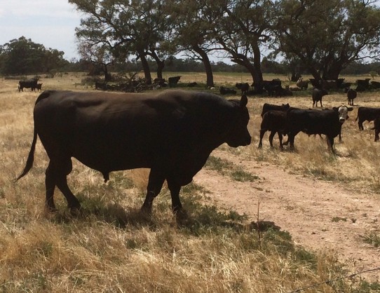Australia - Wentworth - A wee bull. 