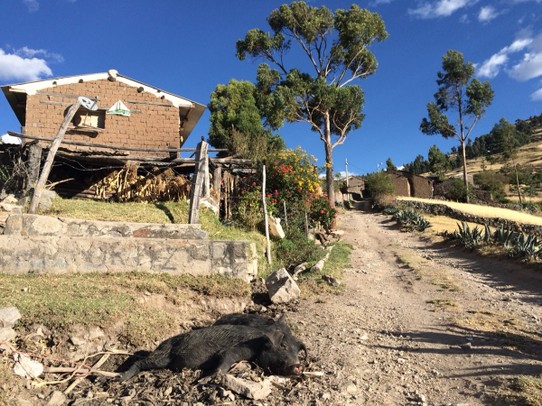 Peru - Huaraz - Faule Schweine - gilt nicht für uns 