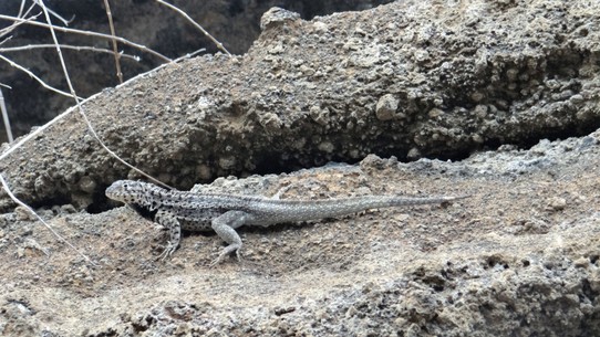 Ecuador - Santiago Island - Lava lizard