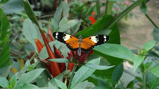 Ecuador - Mindo Valley - Butterfly