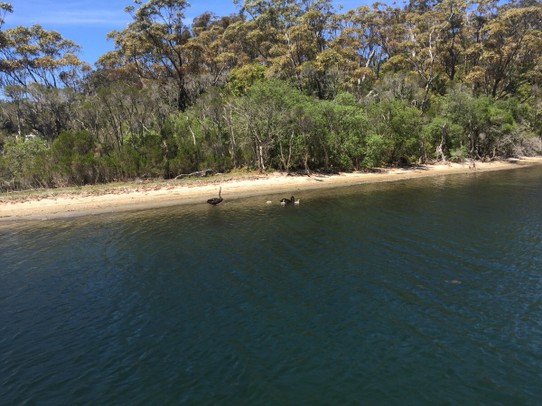 Australien -  - Und schwarze Schwäne mit Nachwuchs 